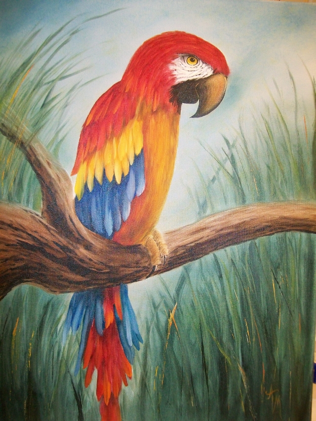 Macaw1.jpg